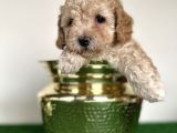 Maltipoo Orjinal Tüy Dökmez Garantili Safkan Poodle Mix