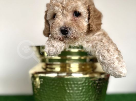 Maltipoo Orjinal Tüy Dökmez Garantili Safkan Poodle Mix görsel