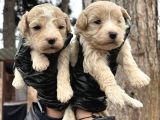 Çok Güzel Malti̇poo Bebekleri̇mi̇z