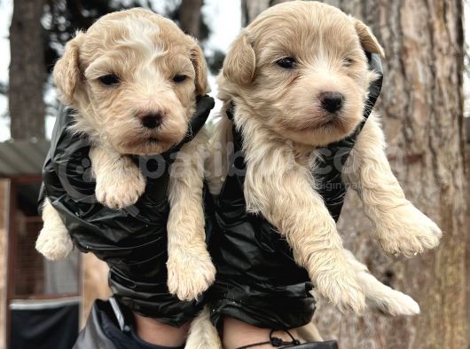 Çok Güzel Malti̇poo Bebekleri̇mi̇z görsel