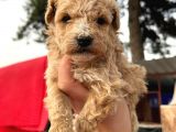 Çok Güzel Malti̇poo Bebekleri̇mi̇z