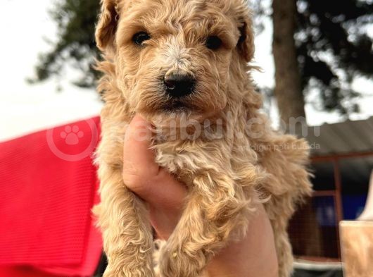 Çok Güzel Malti̇poo Bebekleri̇mi̇z görsel