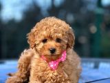 Red brown Toy Poodle
