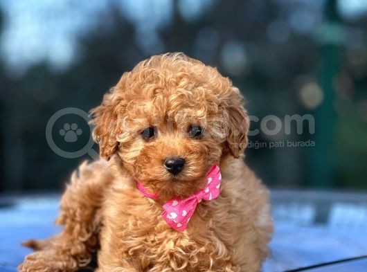 Red Brown Toy Poodle