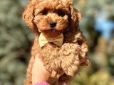 Orjinal Toy Poodle Yavrular