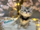 Teddy Bear Bri̇ti̇sh Shorthai̇r Blue Golden
