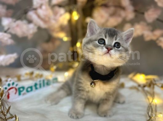 Teddy Bear Bri̇ti̇sh Shorthai̇r Blue Golden görsel