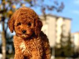Oyuncu Red Brown Toy Pooodle Bebeklerimiz
