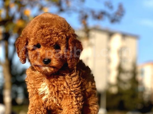 Oyuncu Red Brown Toy Pooodle Bebeklerimiz görsel