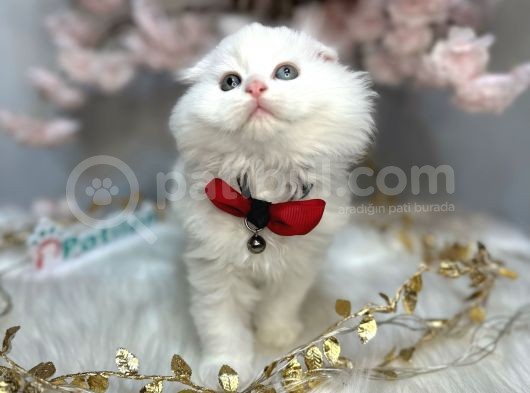Ocean Blue Eyes Scotti̇sh Fold Whi̇te görsel