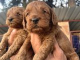 Safkan Irk Cockapoo Yavrularimiz