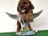 Toy poodle tüy dökmez orjinal safkan Kahverengi kaniş