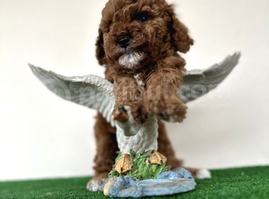 Toy Poodle Tüy Dökmez Orjinal Safkan Kahverengi Kaniş