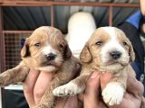 Çok Güzel Malti̇poo Bebekleri̇mi̇z