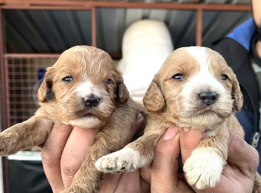 Çok Güzel Malti̇poo Bebekleri̇mi̇z görsel