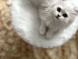 British Longhair