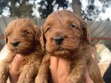 Safkan Irk Cockapoo Yavrularimiz