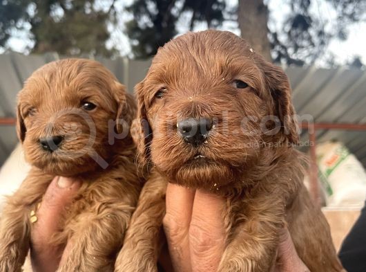 Safkan Irk Cockapoo Yavrularimiz görsel