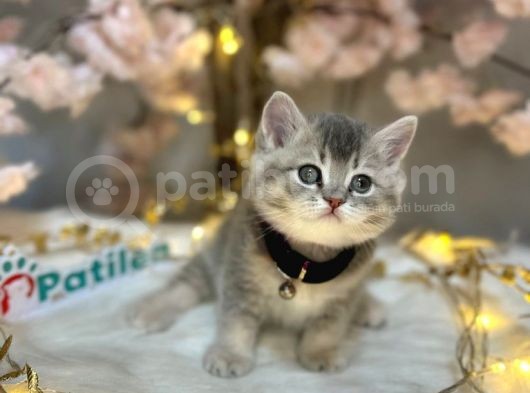 Teddy Bear Bri̇ti̇sh Shorthai̇r Blue Golden