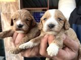 Çok Güzel Malti̇poo Bebekleri̇mi̇z