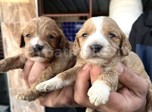 Çok Güzel Malti̇poo Bebekleri̇mi̇z görsel