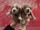 Çok Güzel Malti̇poo Bebekleri̇mi̇z