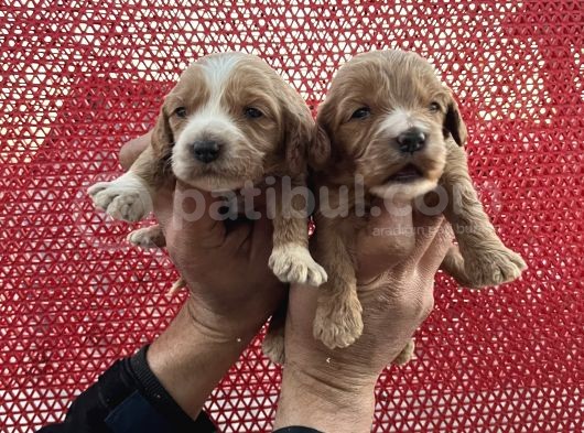 Çok Güzel Malti̇poo Bebekleri̇mi̇z görsel