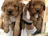 Safkan Irk Cockapoo Yavrularimiz