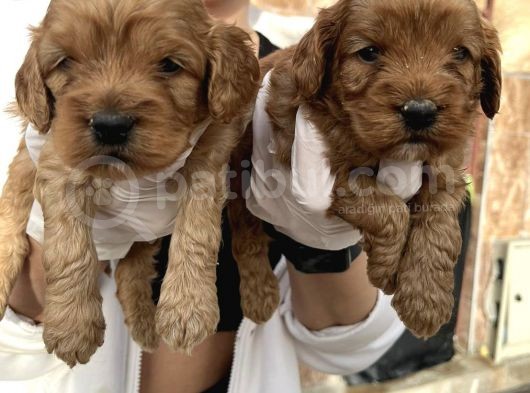 Safkan Irk Cockapoo Yavrularimiz görsel