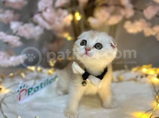 Nadir Renk Scottish Fold Ay11