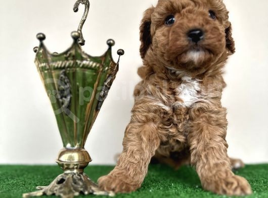 Toy Poodle Tüy Dökmez Orjinal Safkan Kahverengi Kaniş görsel