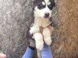IRK VE SAĞLIK GARANTİLİ MÜKEMMEL HUSKY YAVRULARIMIZ