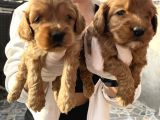 Safkan Irk Cockapoo Yavrularimiz