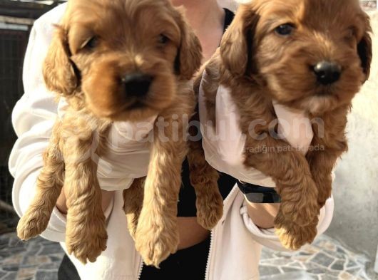 Safkan Irk Cockapoo Yavrularimiz görsel