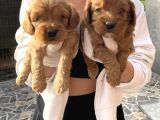 SAFKAN IRK COCKAPOO YAVRULARIMIZ