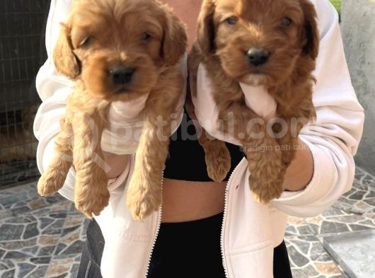 Safkan Irk Cockapoo Yavrularimiz