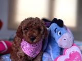 SAFKAN TOY PODDLE YAVRULAR