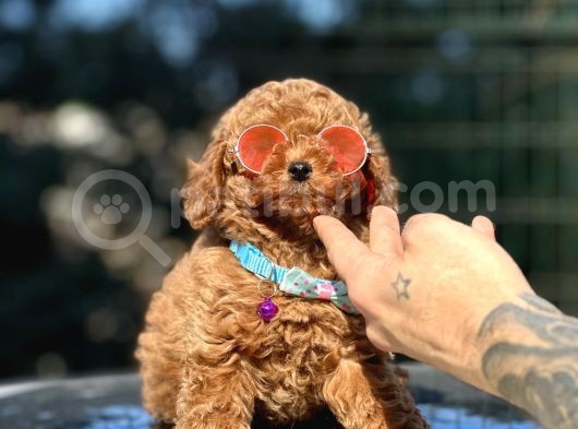 Irkının En Iyisi Orjinal Toy Poodle Yavrular görsel