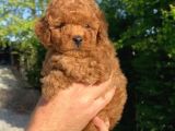 Red Toy Poodle Yavrularımız
