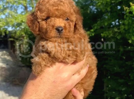 Red Toy Poodle Yavrularımız