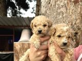 Çok Güzel Malti̇poo Bebekleri̇mi̇z