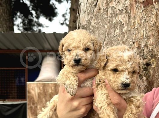 Çok Güzel Malti̇poo Bebekleri̇mi̇z görsel