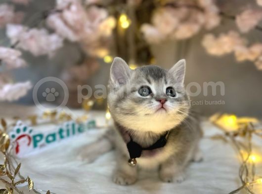 Teddy Bear Bri̇ti̇sh Shorthai̇r Blue Golden görsel