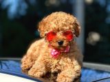 Red Brown Toy Poodle