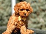 Türkiyenin En Güzel Toy Poodle Yavruları