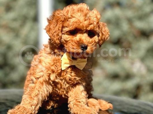 Türkiyenin En Güzel Toy Poodle Yavruları görsel