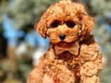 Türkiyenin En Güzel Toy Poodle Yavruları