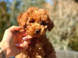 Türkiyenin en güzel toy poodle yavruları