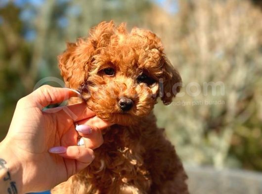 Türkiyenin En Güzel Toy Poodle Yavruları