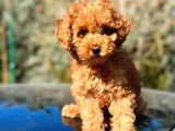 Türkiyenin En Güzel Toy Poodle Yavruları